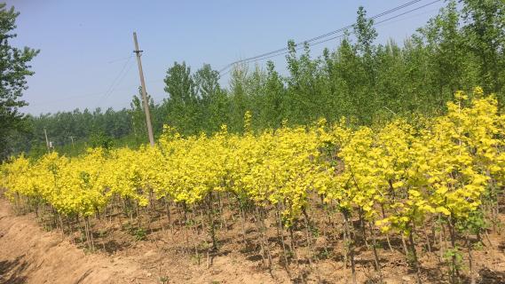 明光市市委书记被TOP1体育企业文化深深感动 | 深入沟通合作空间广阔